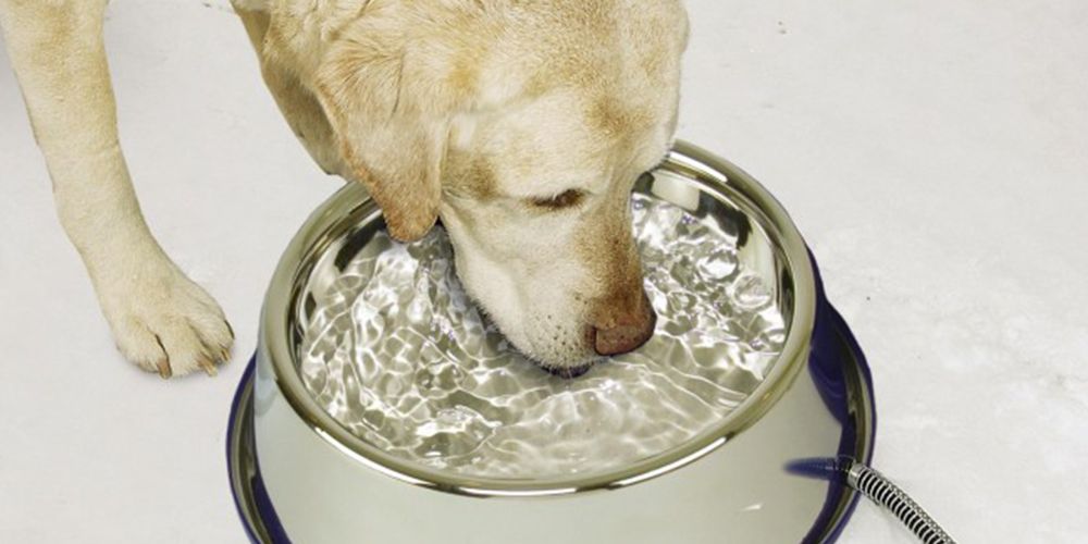 animal water bowl