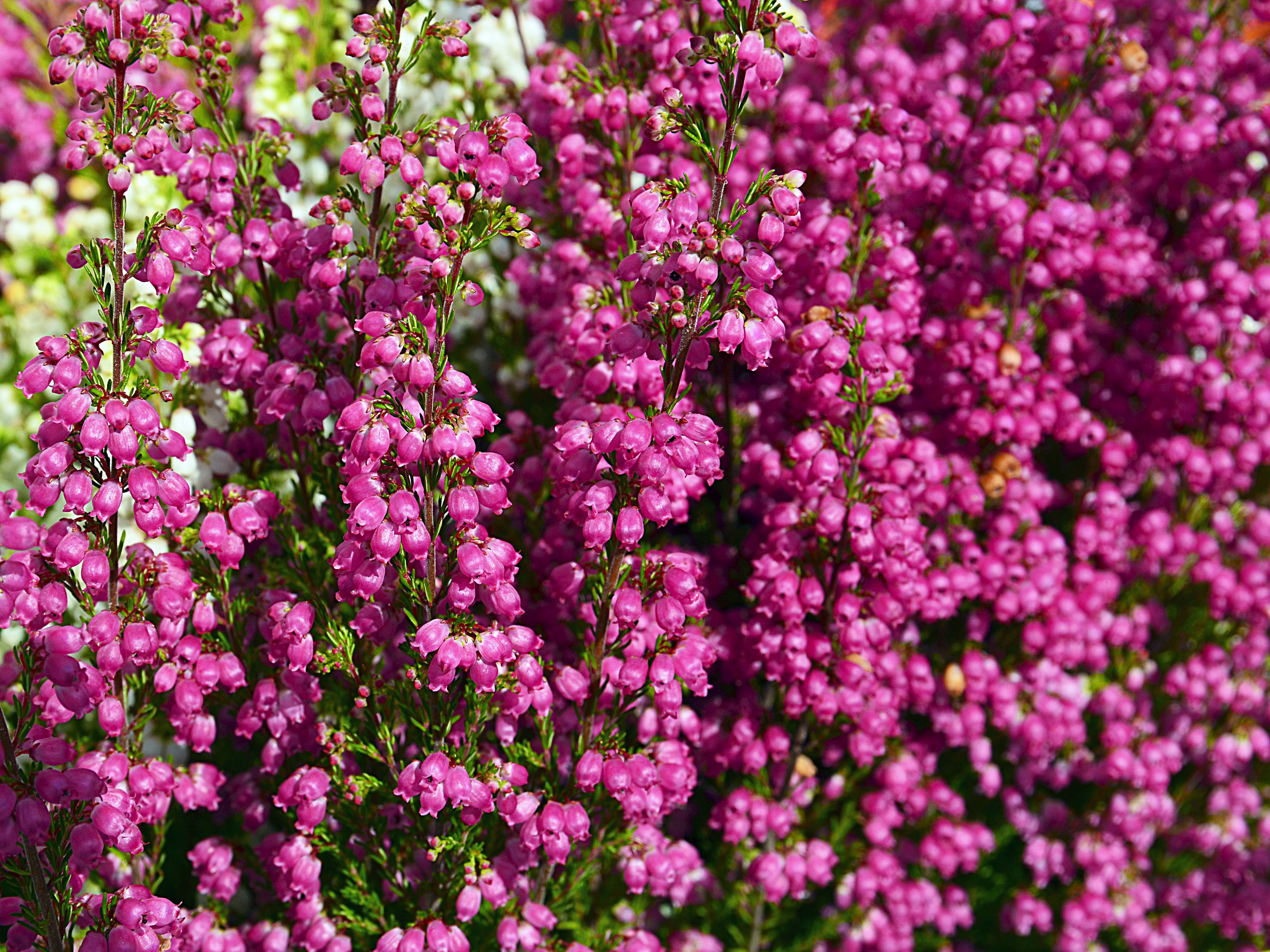 Heather Flower Meaning Pink Best Flower Wallpaper