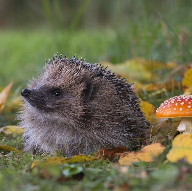 the one thing that could save thousands of hedgehogs this bonfire night
