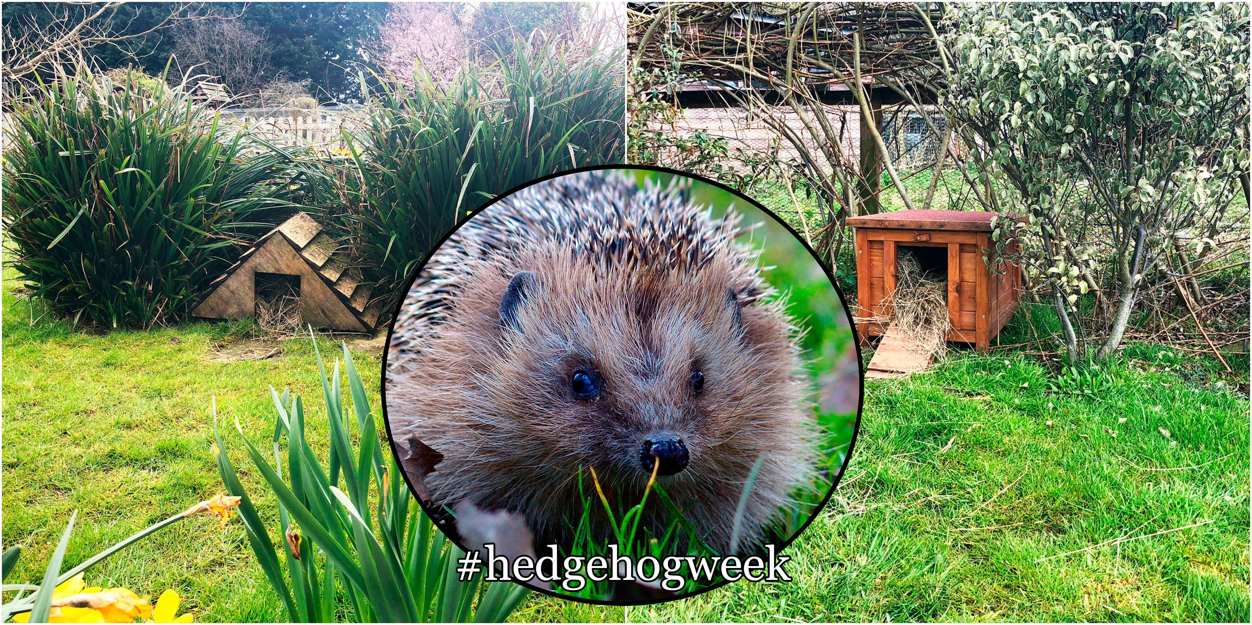 How To Attract Hedgehogs Into Your Garden Best Hedgehog Houses