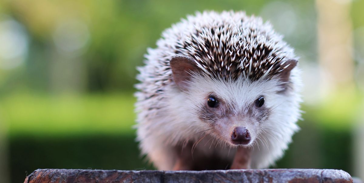 What It's Like Having a Hedgehog as a Pet - Caring for a Pet Hedgehog