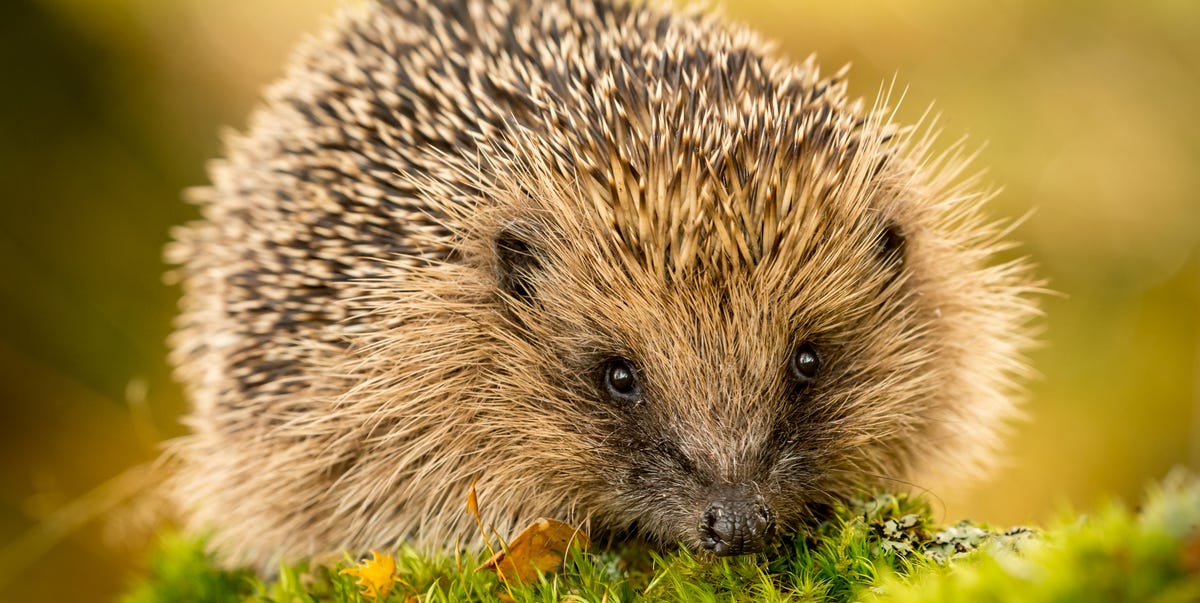 wallpapers Wild Hedgehog Photos hedgehog rescue centres see sharp rise in injuries causes by 3 common gardening tools