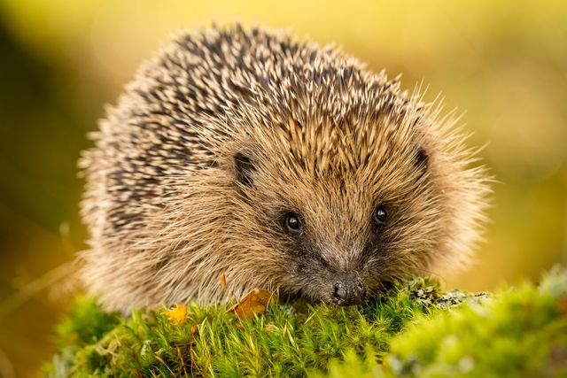 hedgehog, wild, native, european hedgehog in natural woodland habitat  facing forward  blurred background