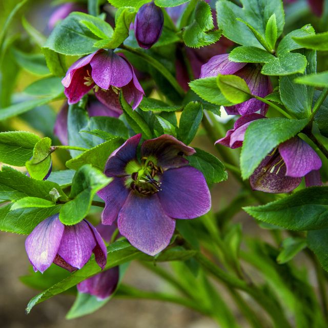 hellebore plant, helleborus orientalis, commonly called green hellebore, is an perennial flowering plant in the buttercup family ranunculaceae native to greece and turkey it was described by jean baptiste lamarck in 1789