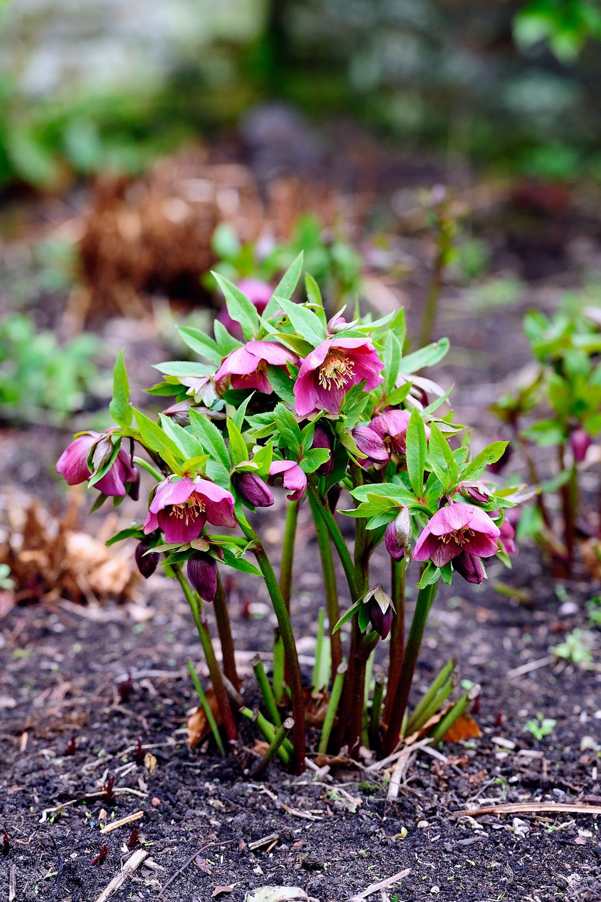 What Flowers Are Good For Partial Shade - Flowering Plants For Damp ...