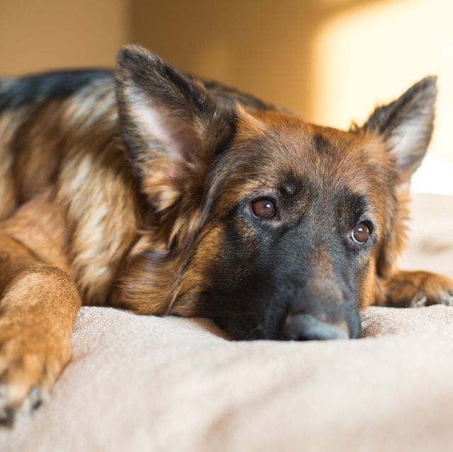 how to help a dog who is grieving