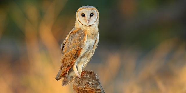 How To Spot A Barn Owl – Live Webcam