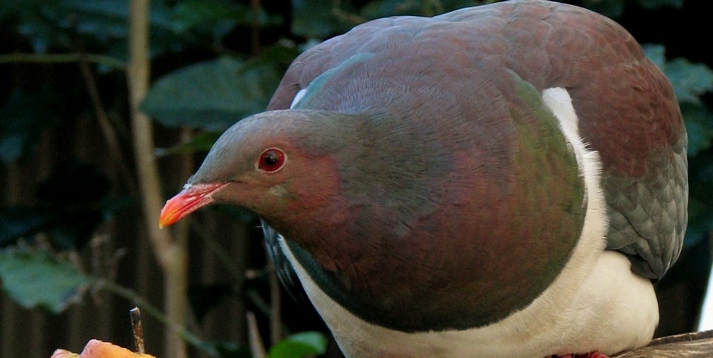Eligen ave del año en Nueva Zelanda a una especie de paloma borracha
