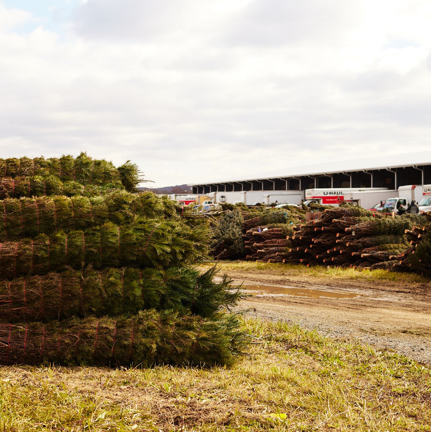 Why the Hell Is There a Christmas Tree Shortage?