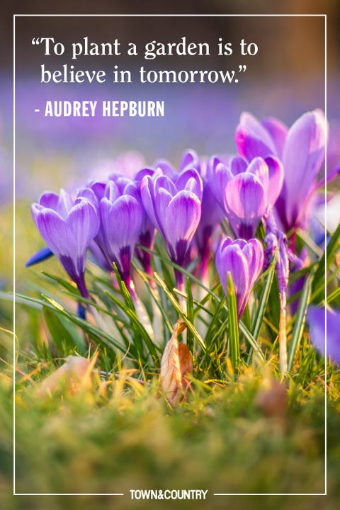 Flowering plant, Flower, tommie crocus, cretan crocus, spring crocus, Purple, Plant, Crocus, Petal, Spring, Flowering plant, Flower, tommie crocus, cretan crocus, spring crocus, Purple, Plant, Crocus, Petal, Spring,