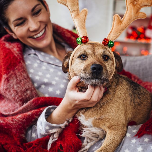 Best Christmas gifts for dog owners (and their precious pooches)