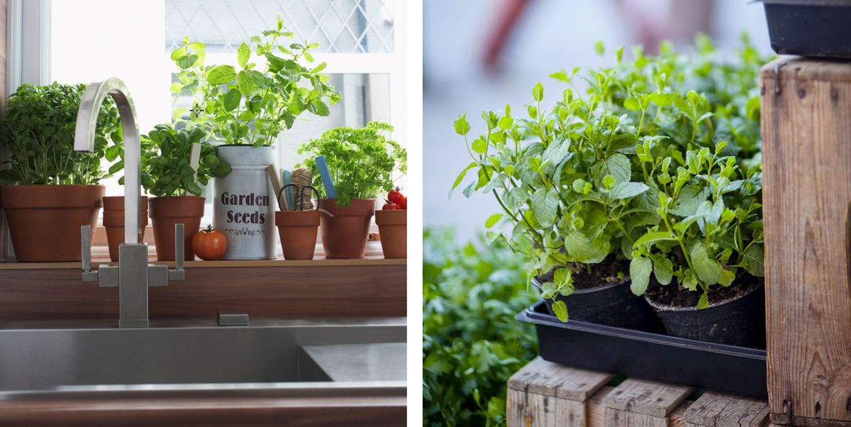 Indoor Herb Garden How To Make A, Kitchen Herb Garden Windowsill Planter With Seeds
