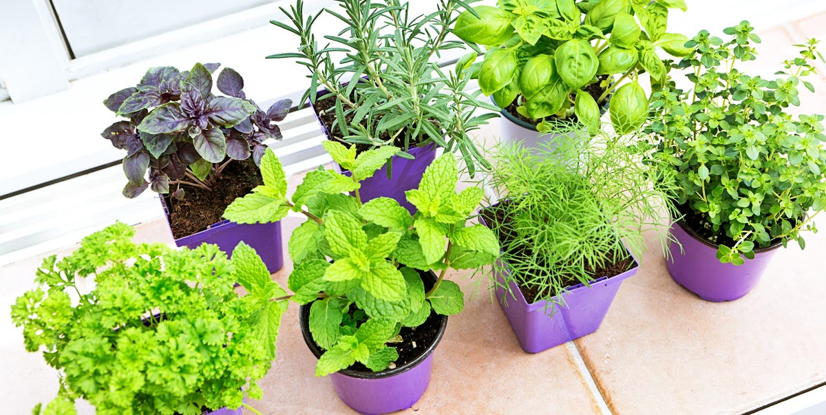 Best Indoor Herb Gardens Herbs To Grow Indoors - Herb Garden Essentials Best Indoor Herb Gardens Herbs To Grow Indoors - Herb Garden Essentials