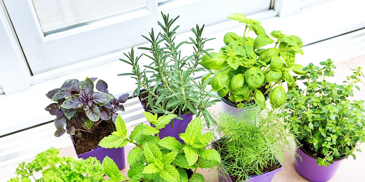 Indoor Herb Garden | DIY Herb Garden on {keyword}