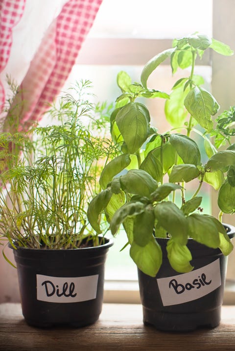 herbs kitchen plants