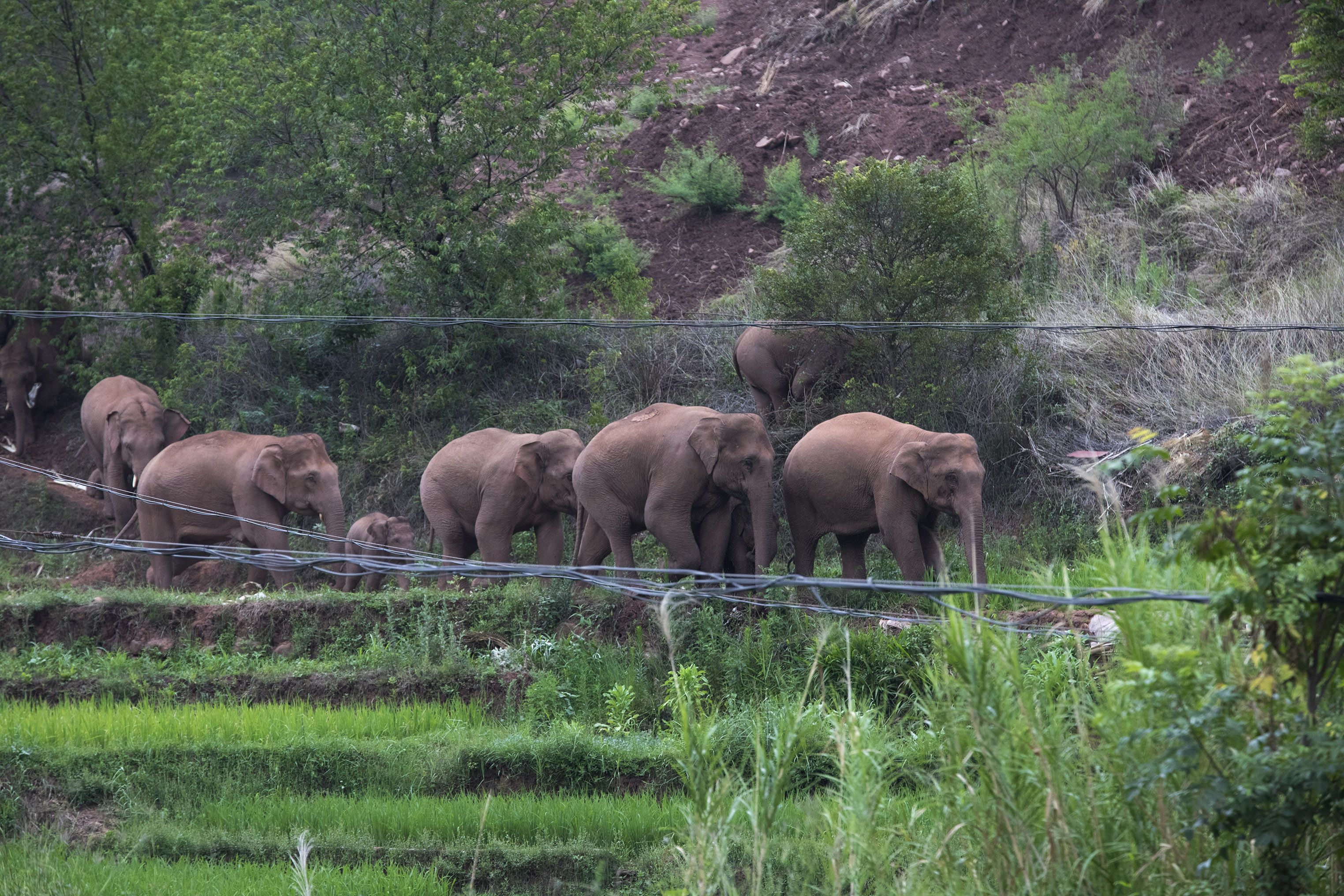 雲南象群北遷長征一年走500公里 倒地睡覺 河裡打水仗 15頭野象超萌圖輯