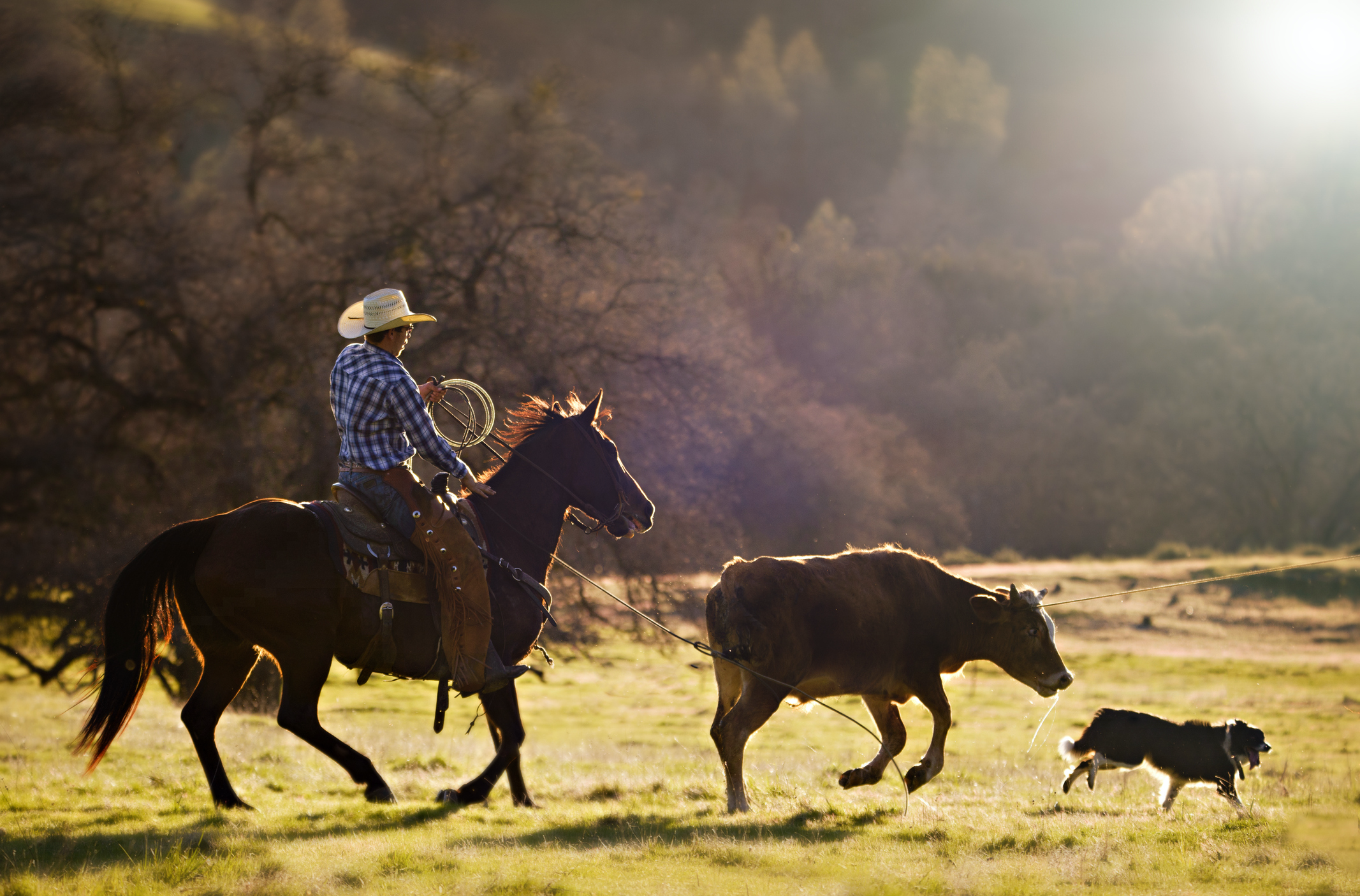 what is the best dog for working cattle