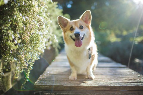 25 Herding Dog Breeds - Types of Herding Dogs