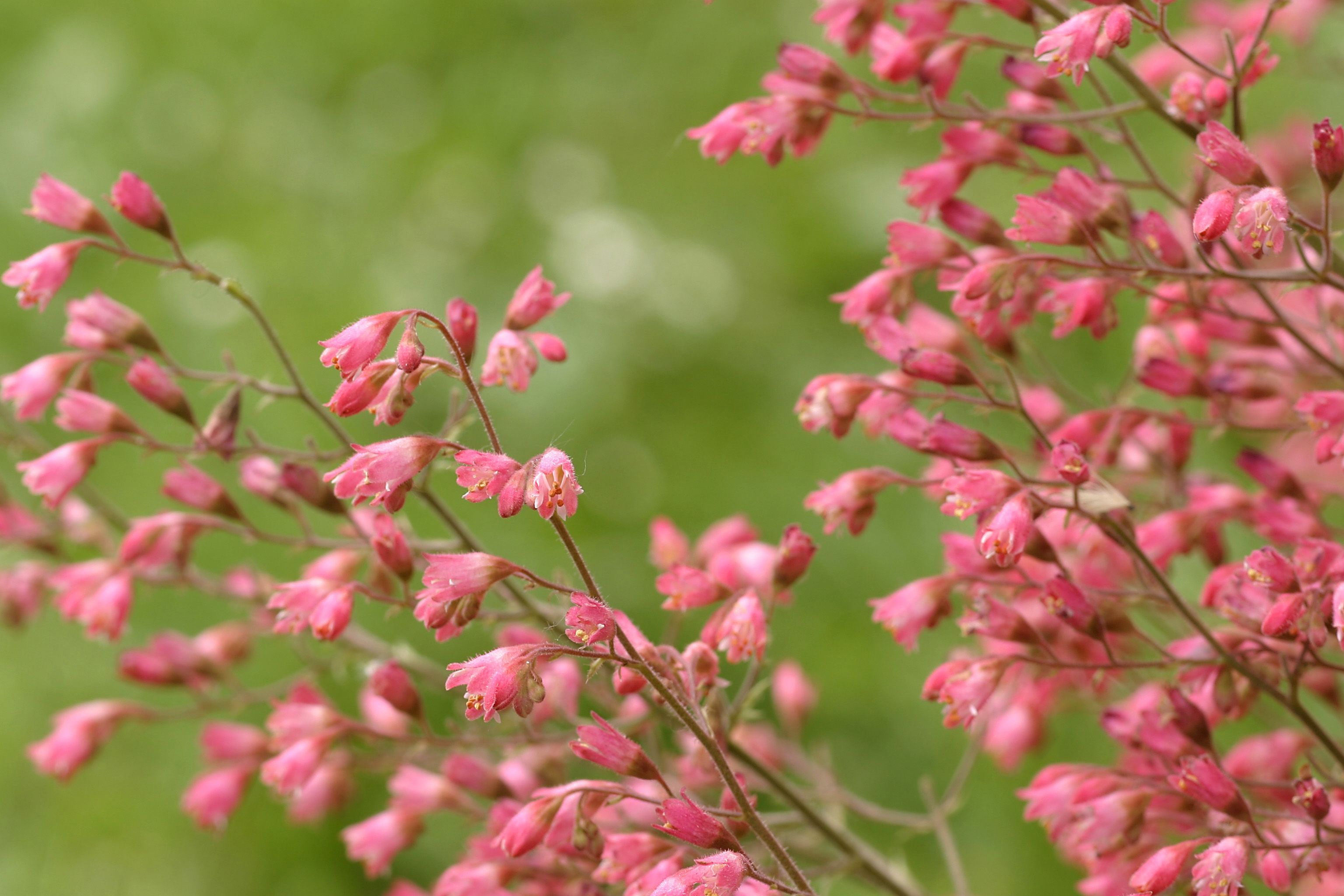 20 Best Plants For Shade 2021 Flowers That Grow In Shade