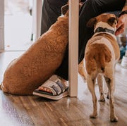 deckers x lab ko z slide