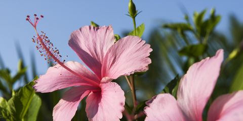 Hibiscus, Goa, India, Asia