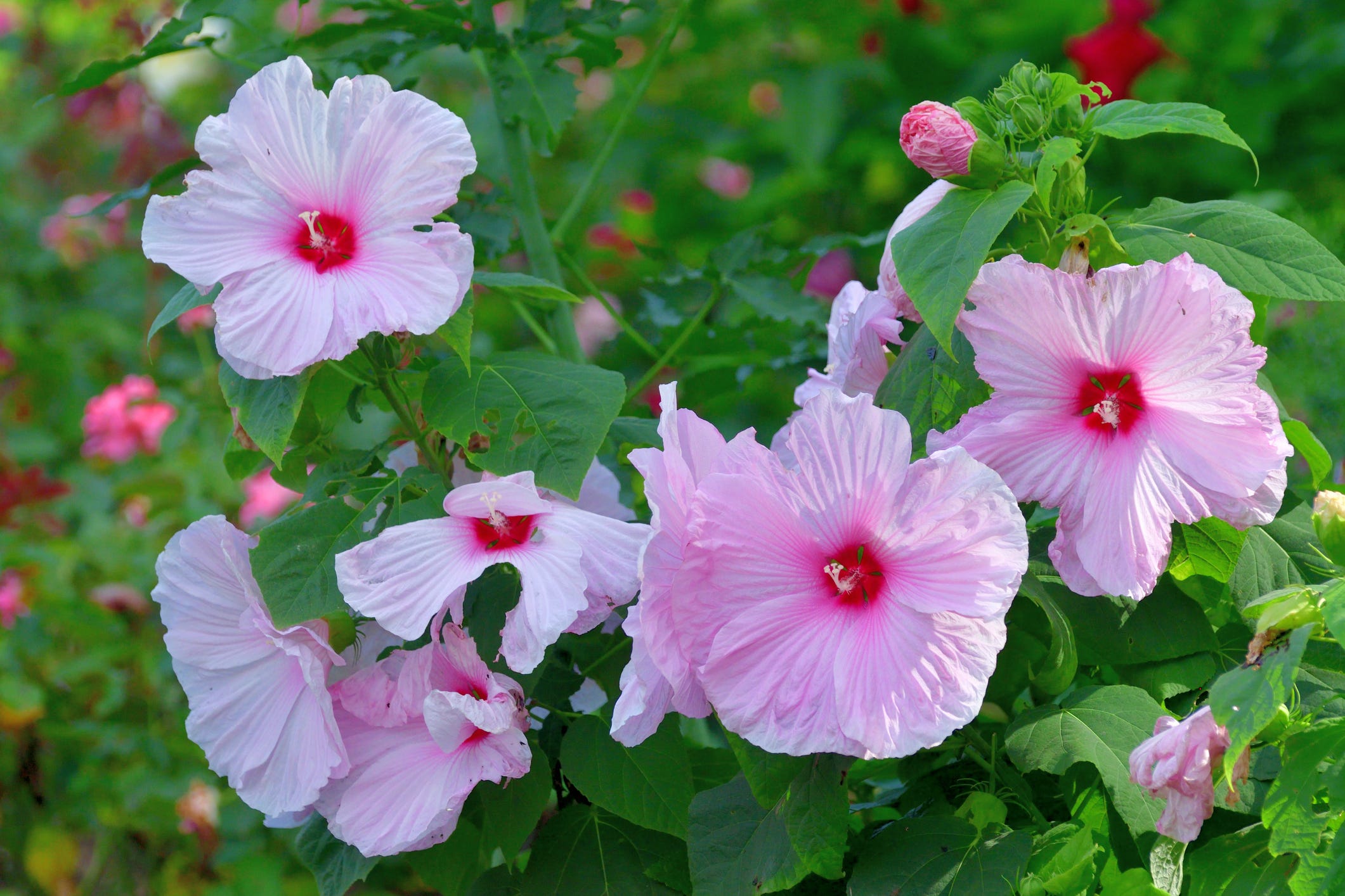 For Flowers That Return Year After Year, Grow Hardy Hibiscus