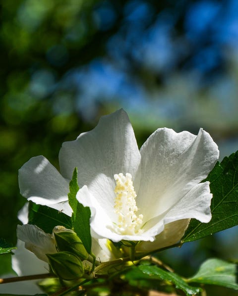 Rosa de Saron ou Hibiscus no jardim.