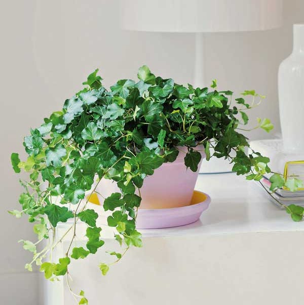 Flowerpot, Green, Houseplant, Plant, Ivy, Flower, Botany, Herb, Room, Ivy family, Flowerpot, Green, Houseplant, Plant, Ivy, Flower, Botany, Herb, Room, Ivy family,