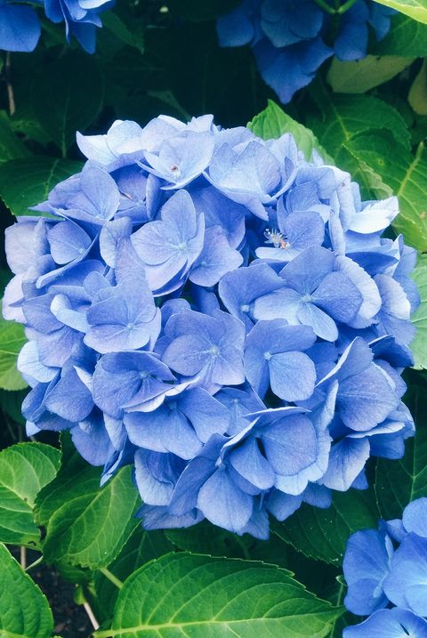 High Angle View Of Blue Hydrangea Flowers Blooming At Park