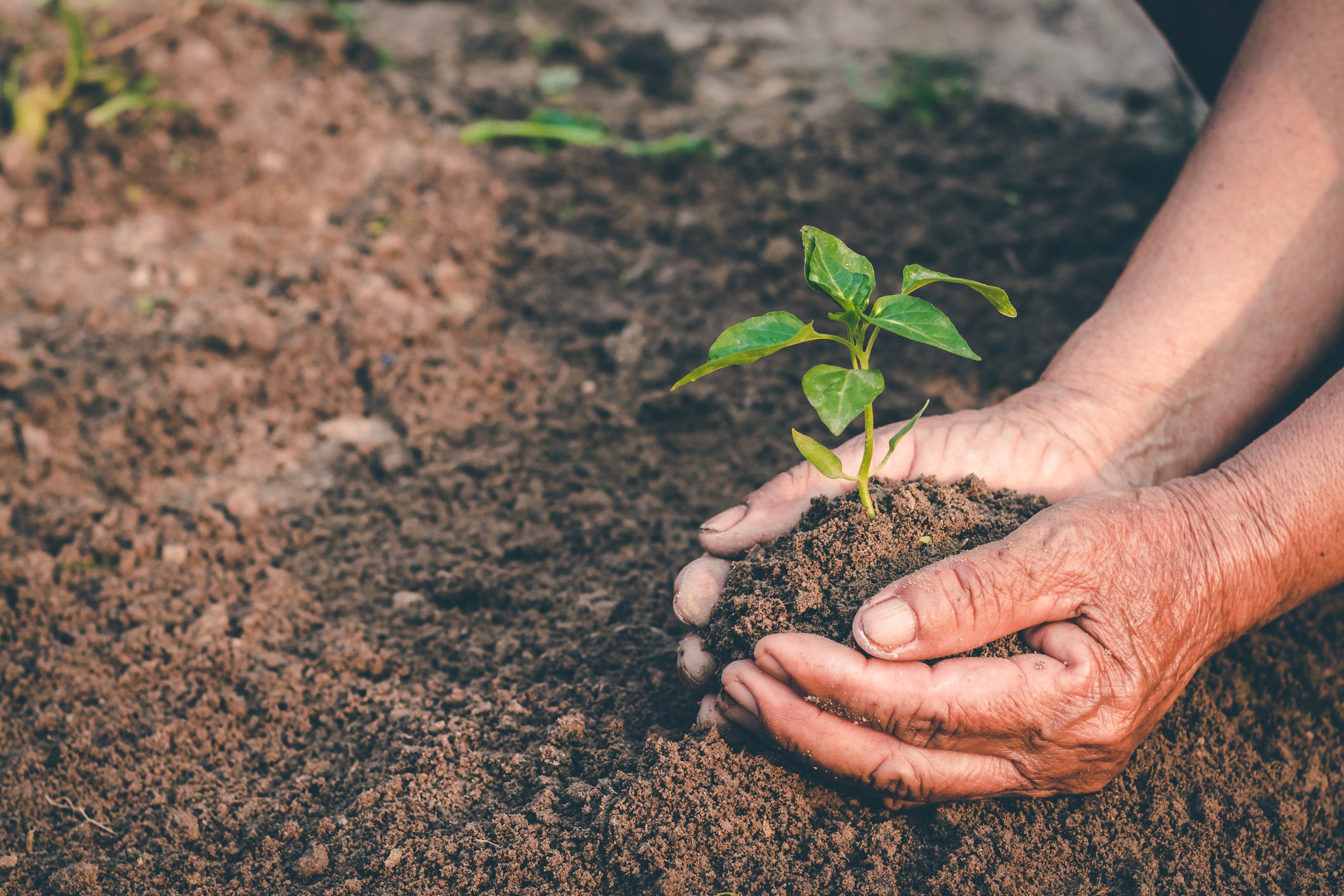 The Woodland Trust﻿ Plans To Plant 50 Million Trees By 2025