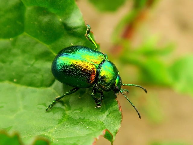 How to Get Rid of June Bugs and Grubs, According to Pest Experts