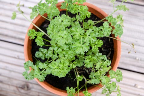 high angle view of plants