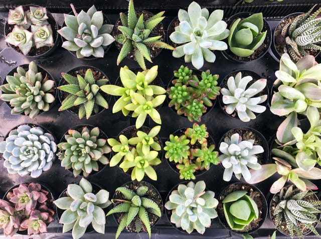 The Succulent For Your Zodiac Sign Plants That Fit Your Astrological Sign