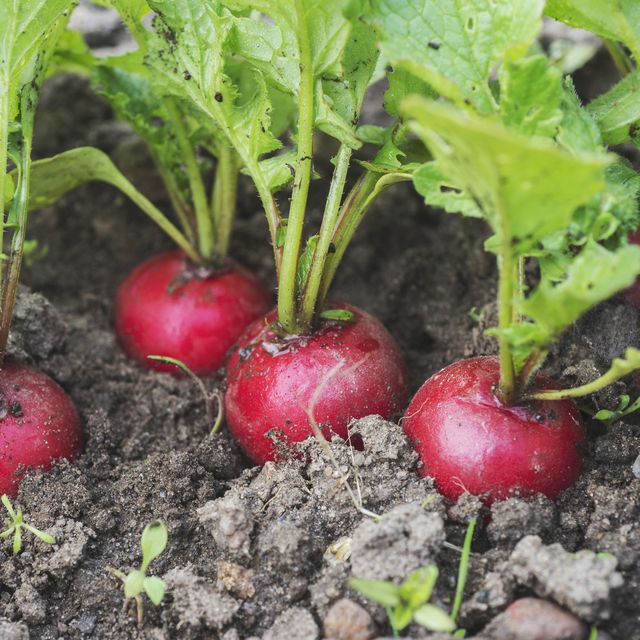 High angle view of radish growing in garden