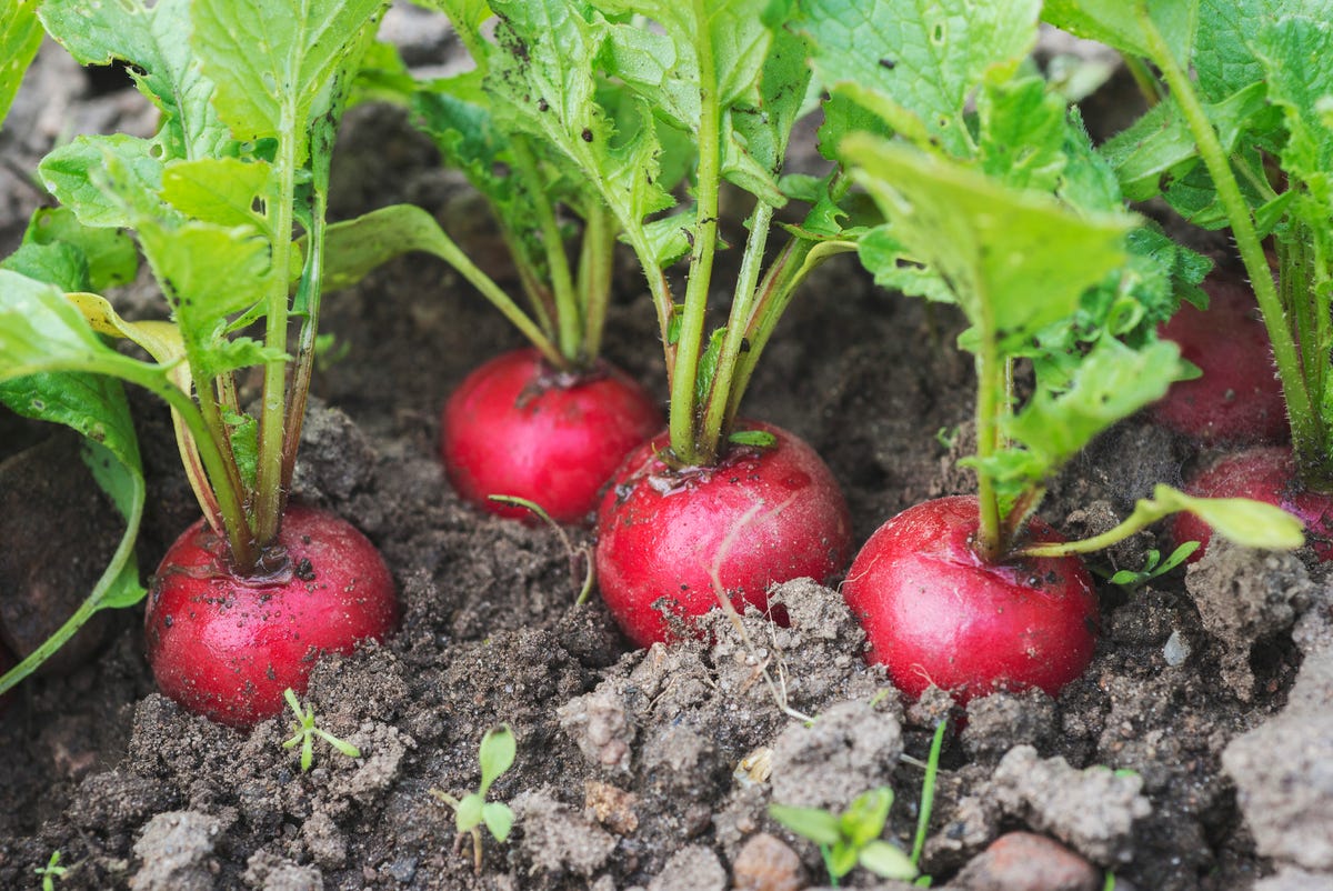 What To Plant In April Best Flowers And Vegetables To Plant In Spring