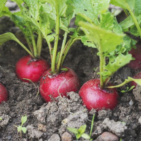 high angle view of radish growing in garden