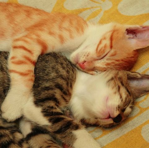 high angle view of tabby and ginger kittens sleeping on bed