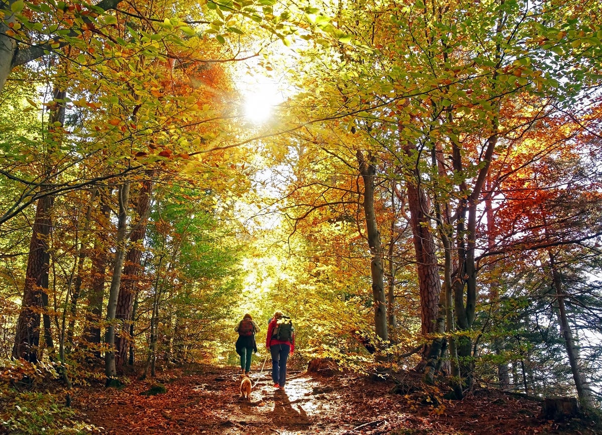 woods in autumn