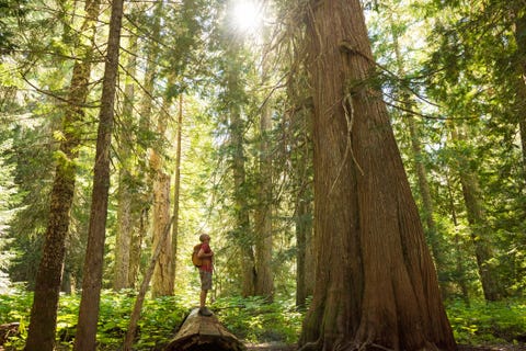 hiking in a temperate rainforest