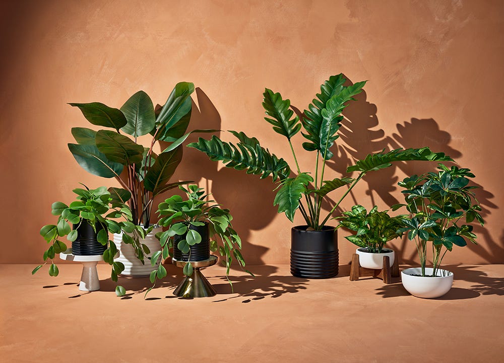 Hilton Carter�s New Plant Collection With Target Will Help