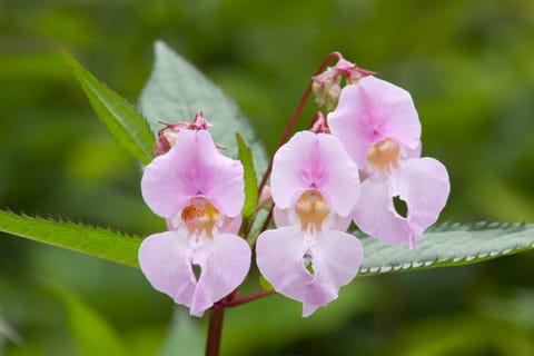 Himalayan Balsam Is Choking Fields In Shropshire