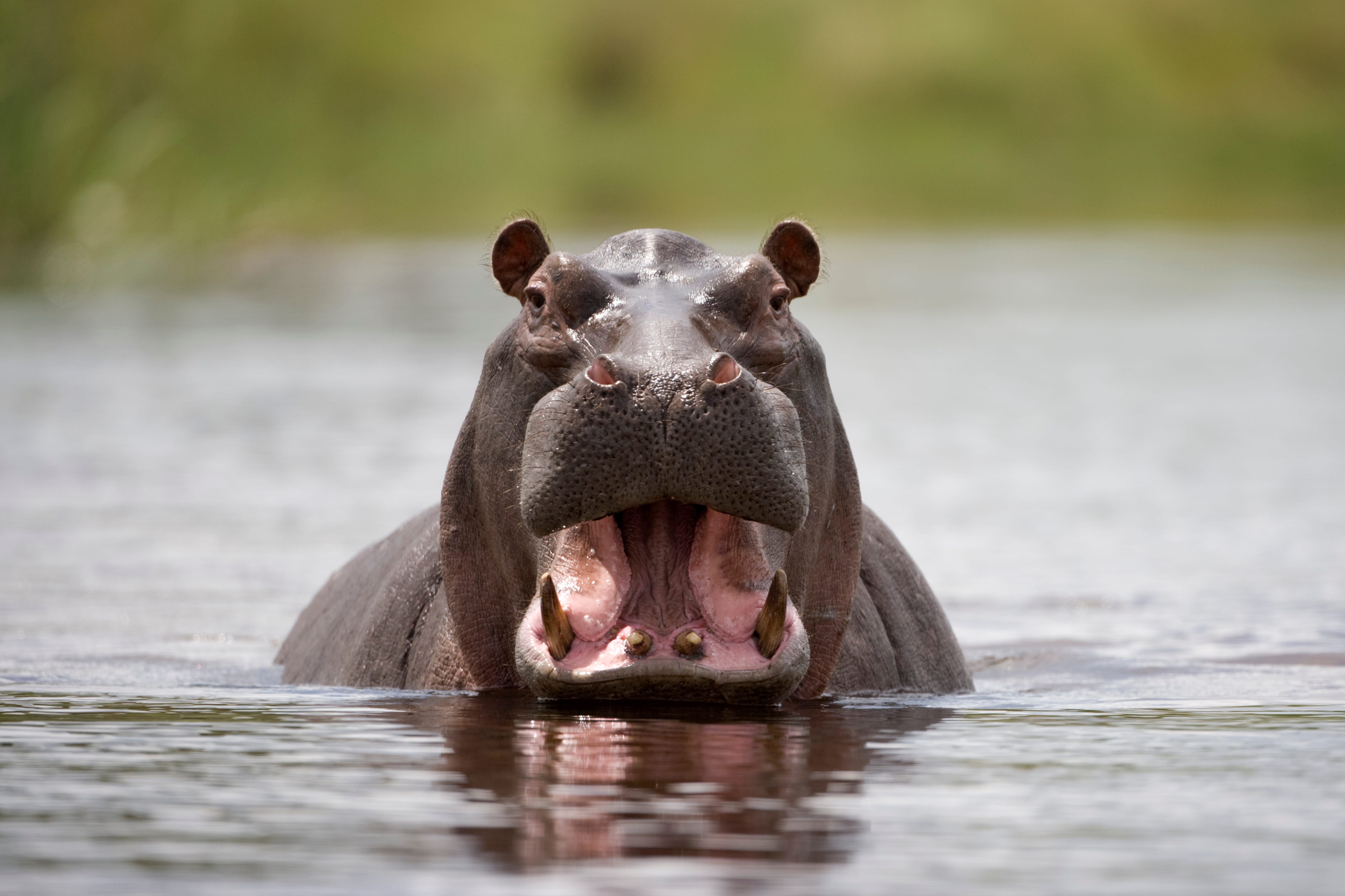 A New Study Says Hippos Can Fly. Briefly.