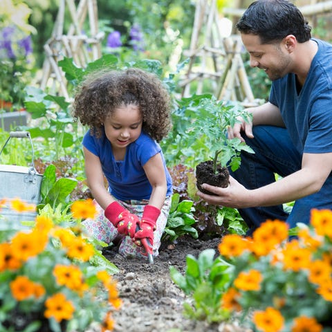 Hispanic father and daughter gardening together