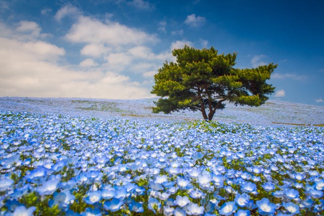 Japan S Baby Blue Eyes Nemophila Flowers Are On A Hill Overlooking The Pacific Ocean Hitachi Seaside Park Flowers Japan