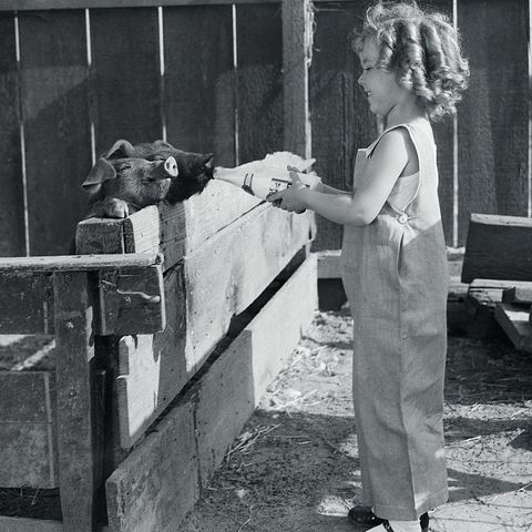 shirley temple feeding a pig