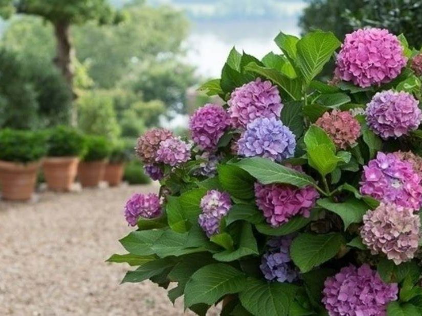 Las mejores 15 plantas de verano para tu jardín y terraza