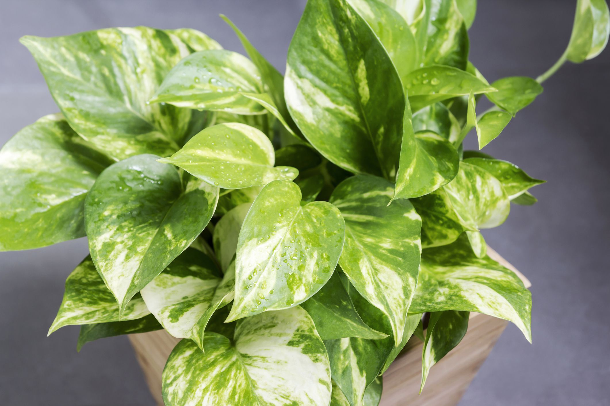 20 Best Kitchen Plants   Houseplants to Grow in Your Kitchen
