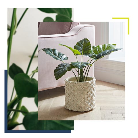 a house plant in a textured pot, sitting alongside a pink sofa