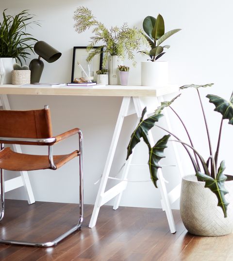 office area filled with indoor plants