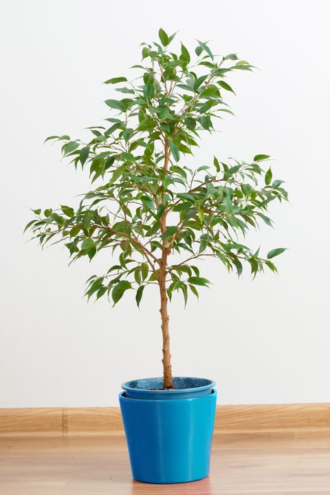Planta de interior de árbol fácil